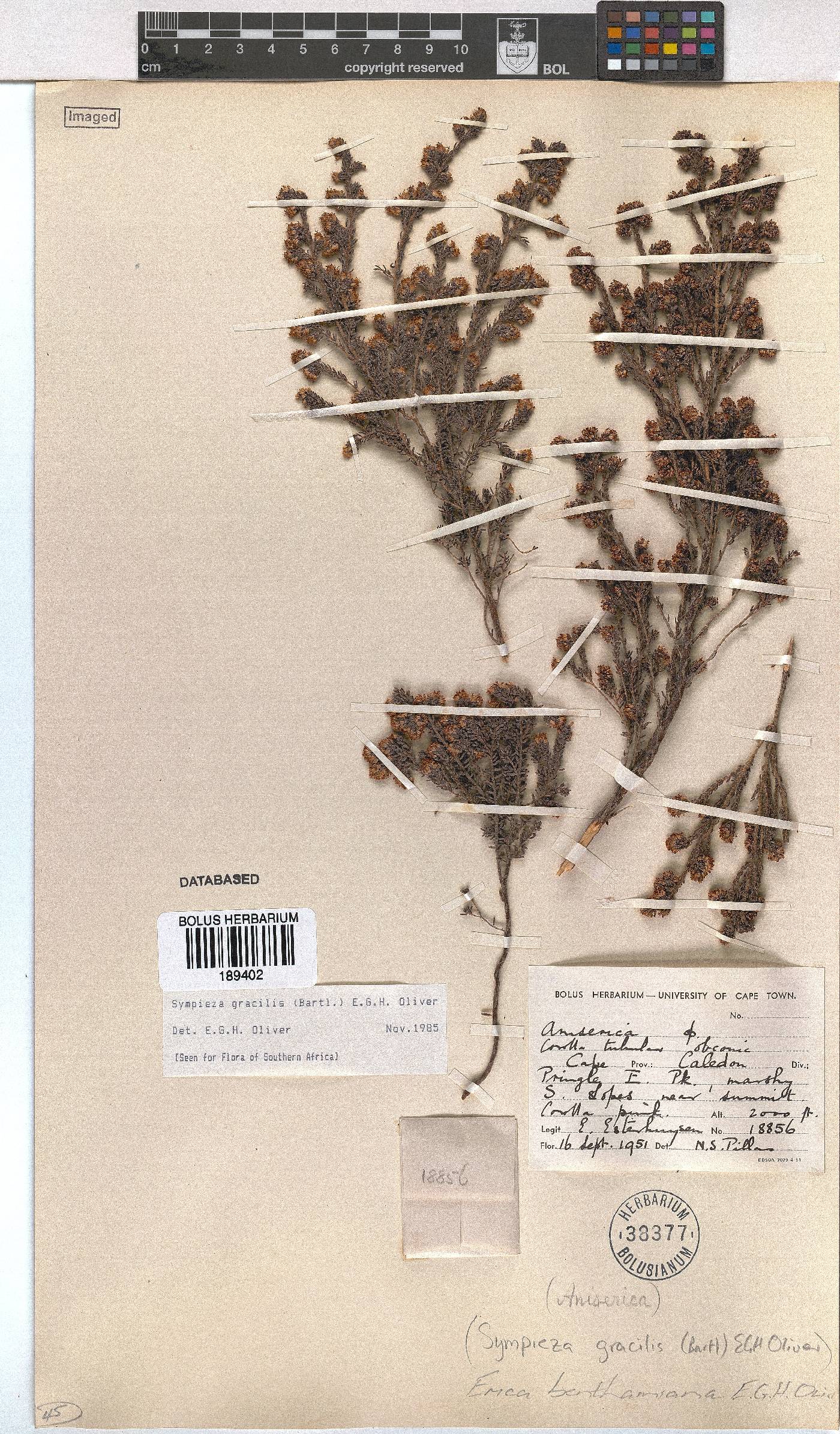 Erica benthamiana image