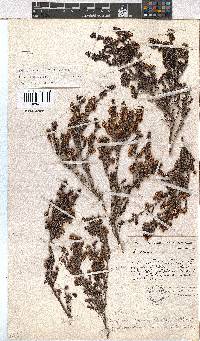 Erica benthamiana image