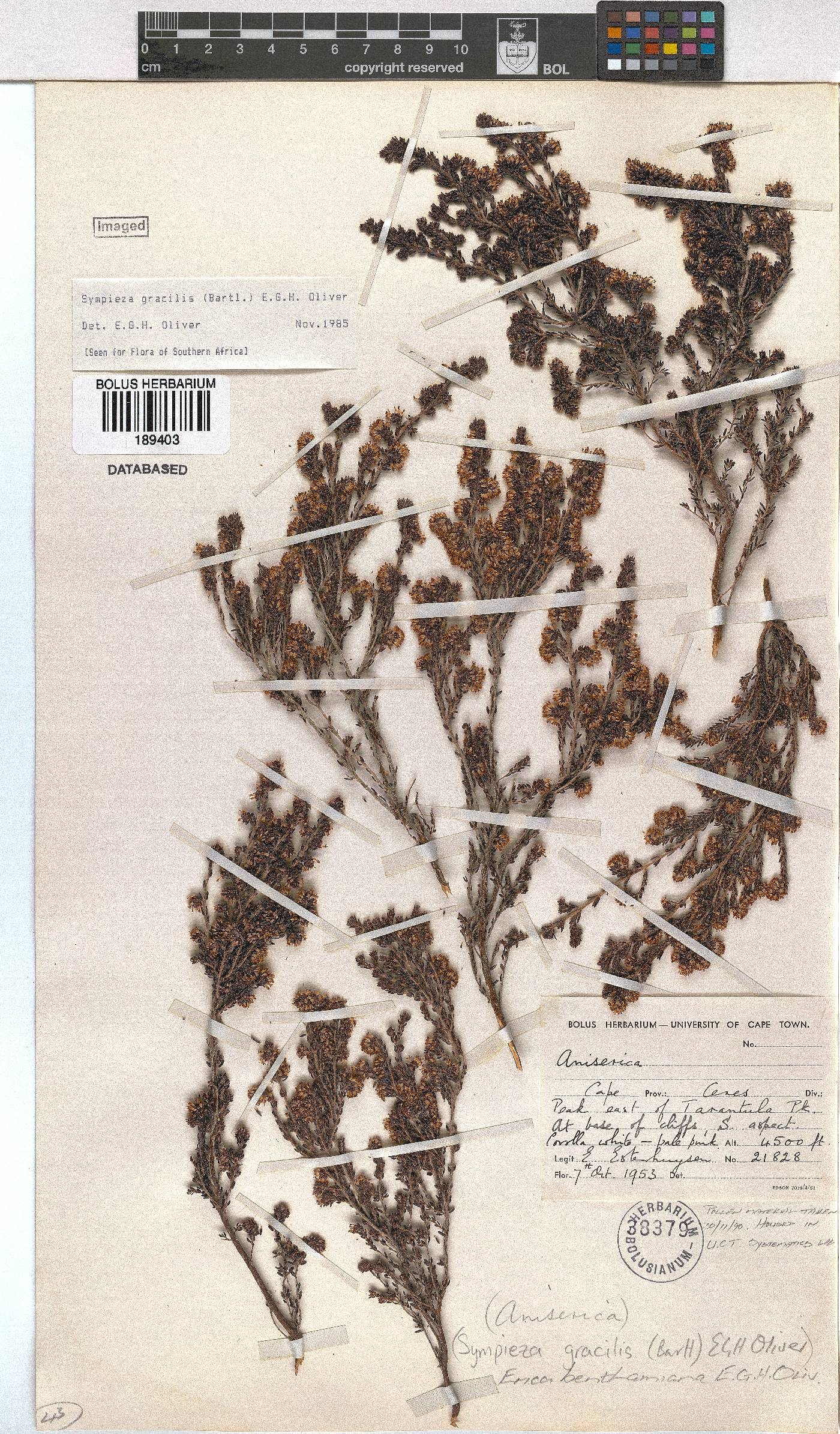 Erica benthamiana image