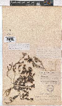 Erica benthamiana image