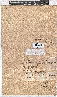 Erica benthamiana image