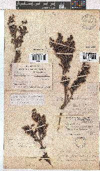 Erica benthamiana image