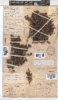 Erica benthamiana image