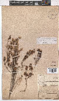 Erica benthamiana image