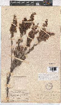 Erica benthamiana image