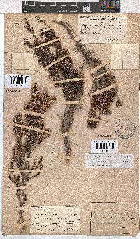 Erica benthamiana image