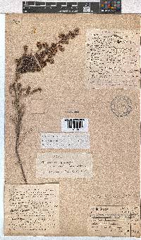 Erica benthamiana image