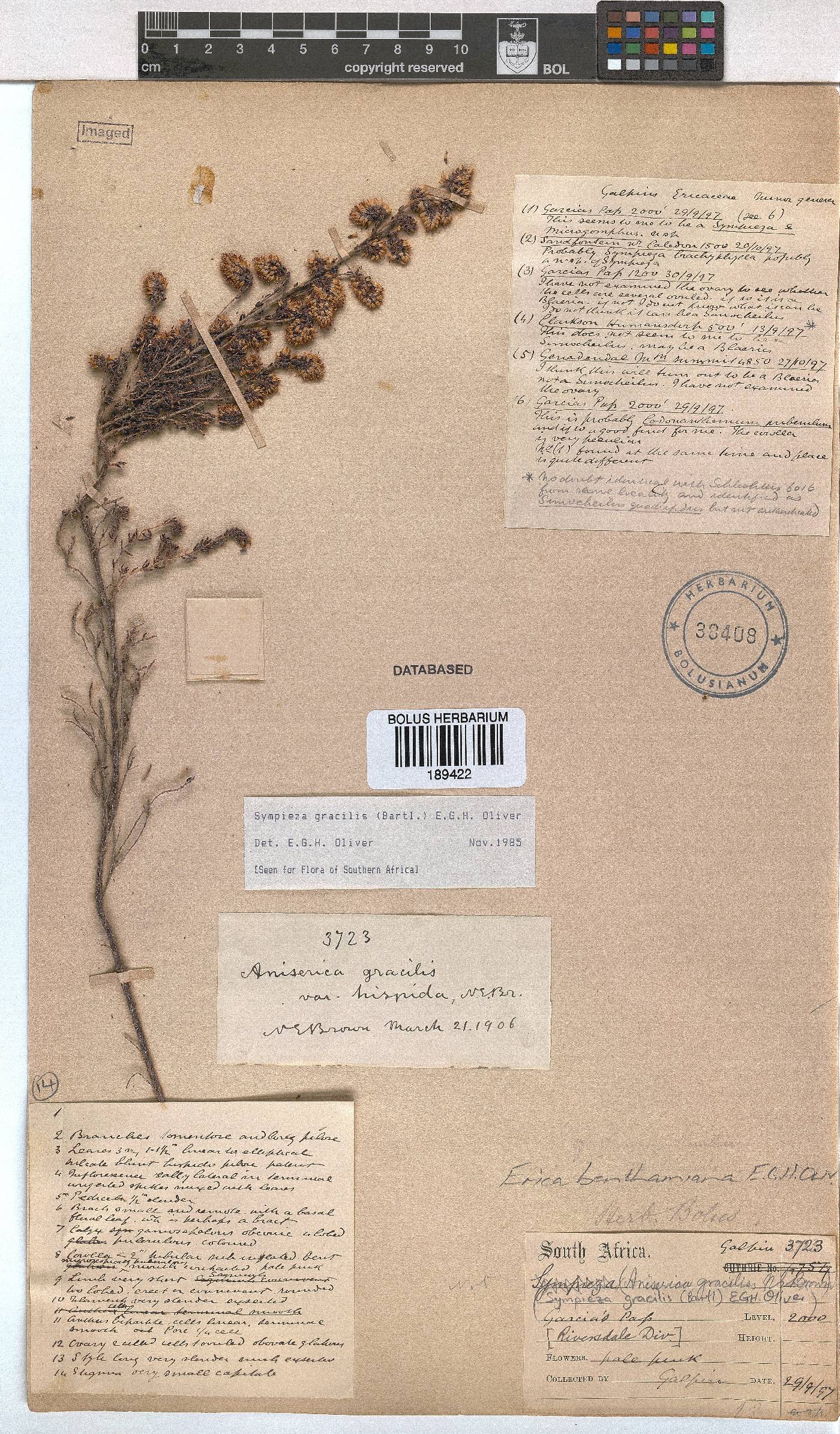 Erica benthamiana image