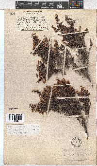 Erica benthamiana image