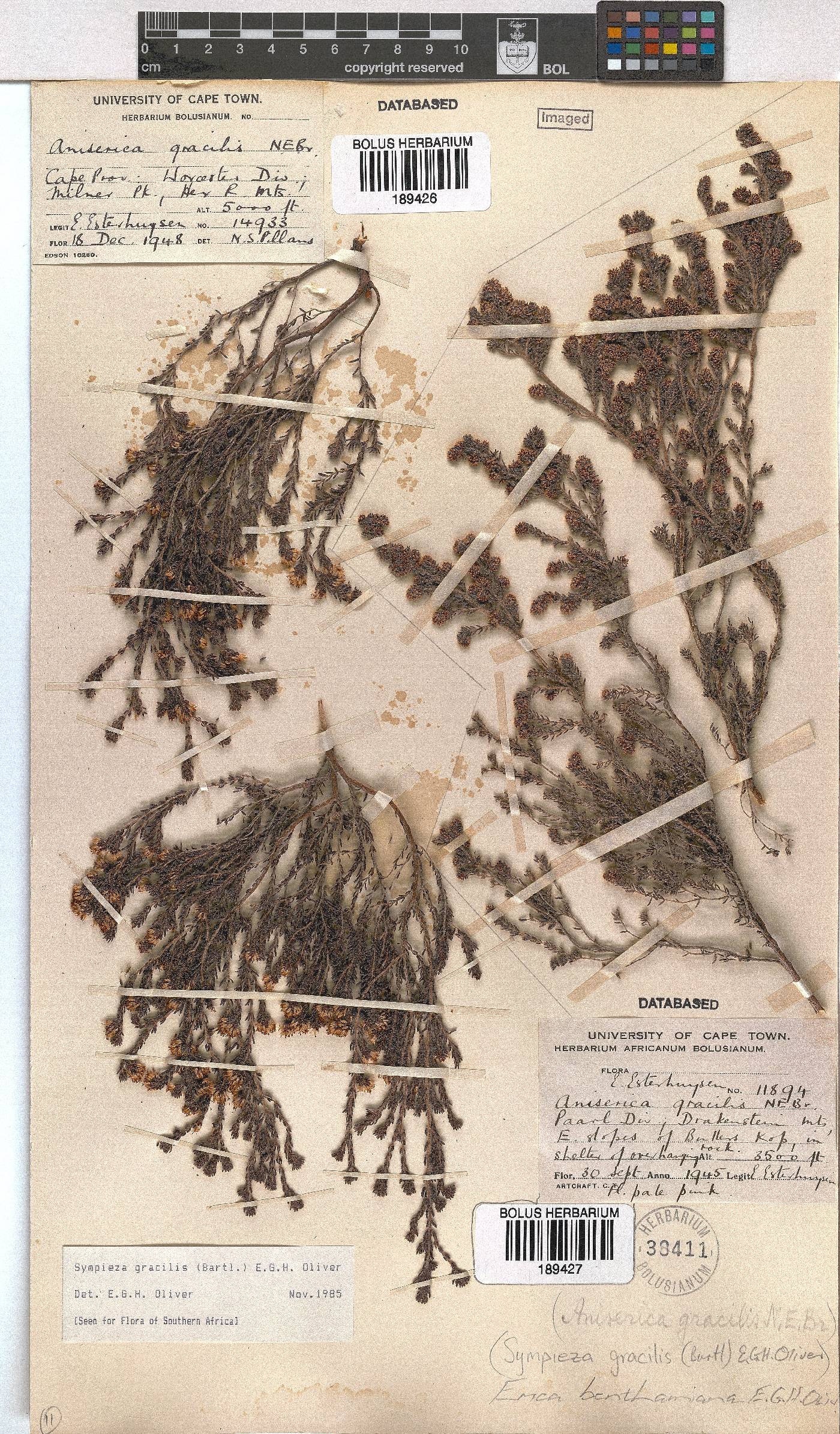 Erica benthamiana image