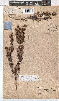 Erica benthamiana image