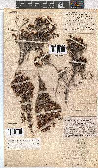 Erica benthamiana image