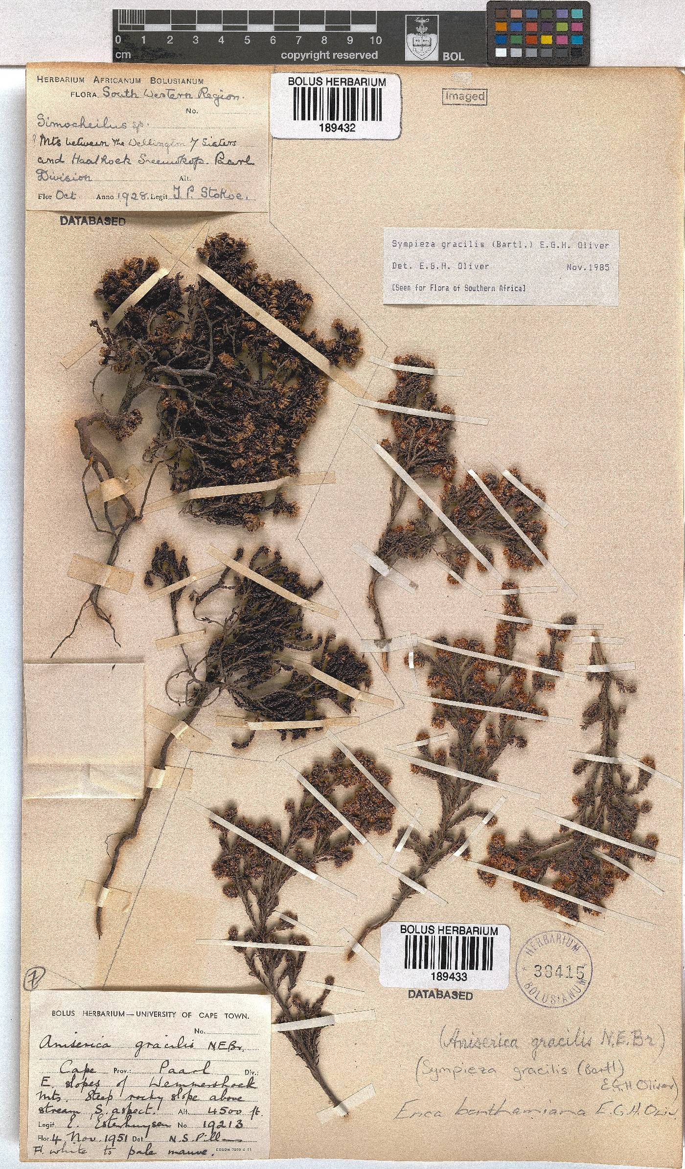 Erica benthamiana image