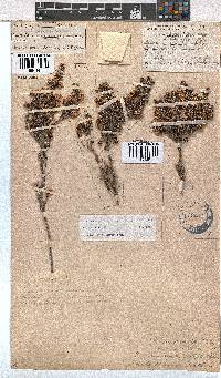 Erica benthamiana image