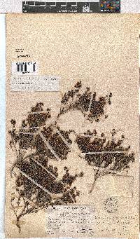 Erica benthamiana image