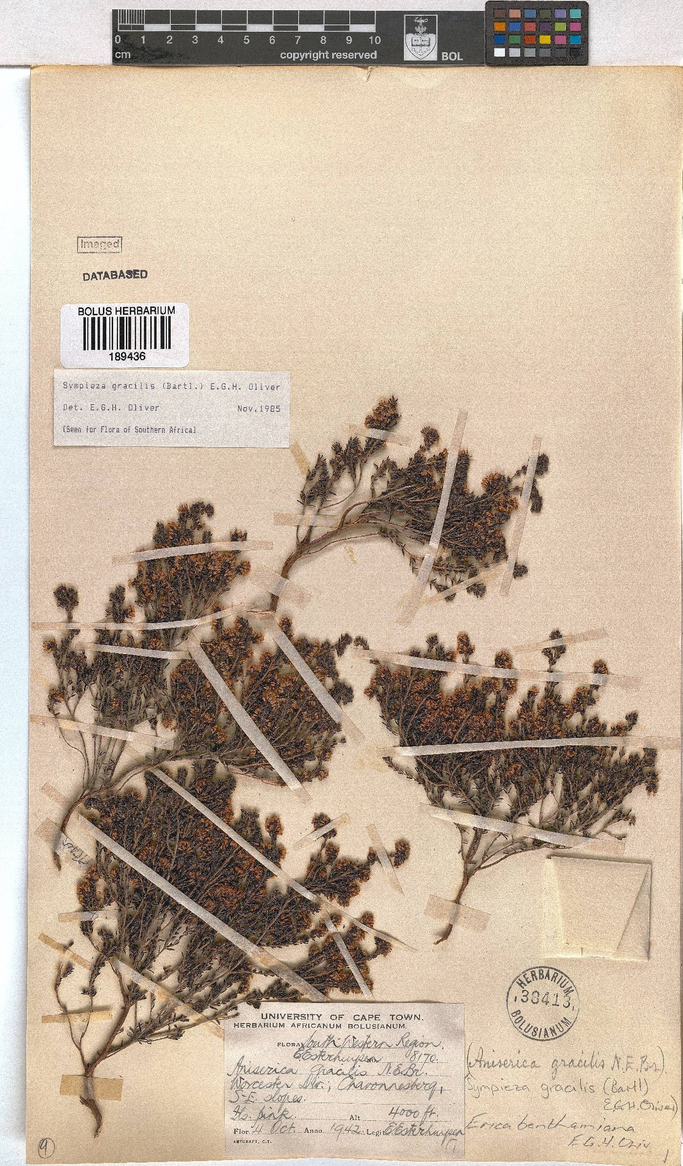 Erica benthamiana image