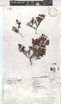 Erica benthamiana image