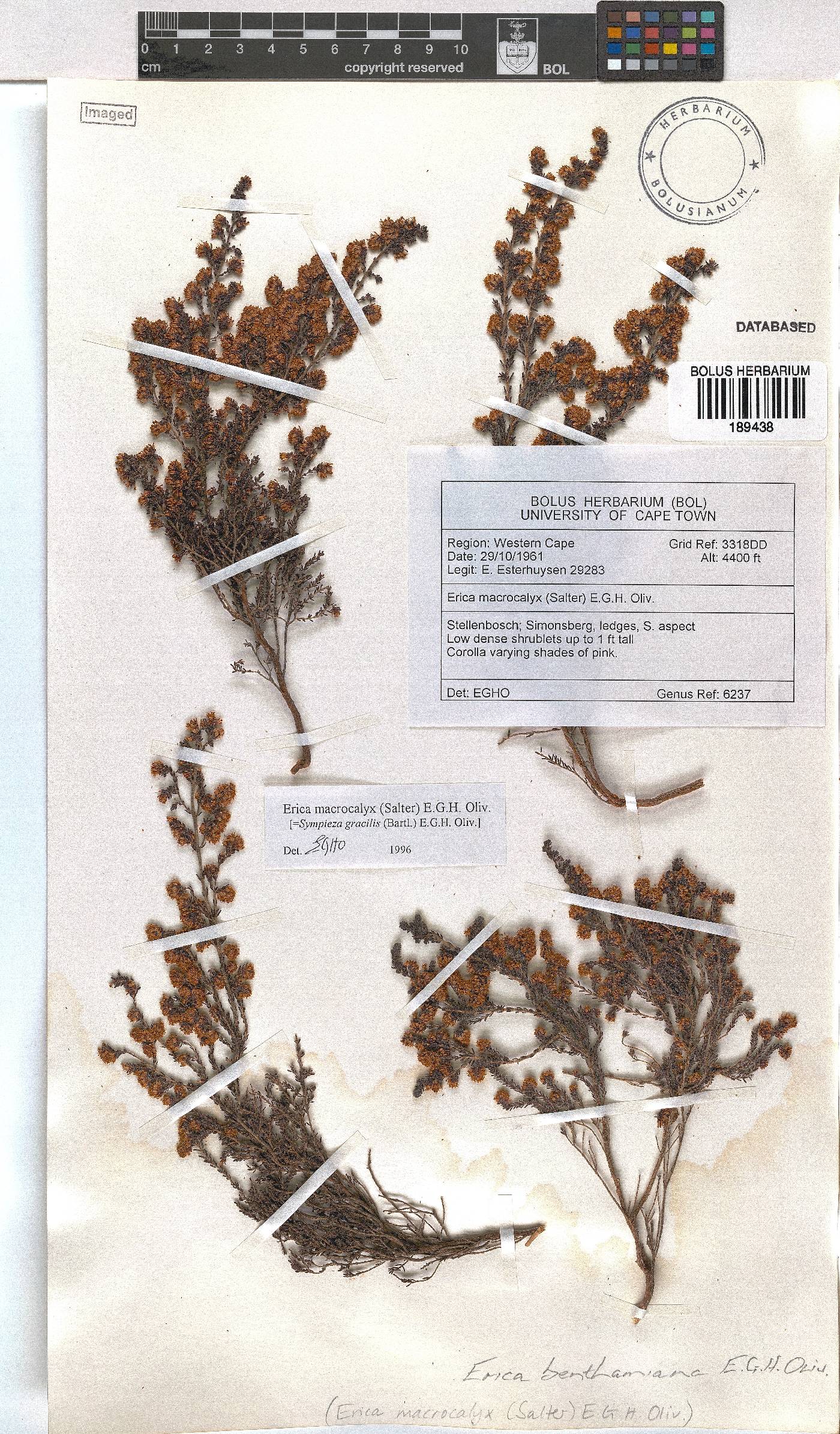 Erica benthamiana image