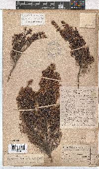 Erica ecklonii image