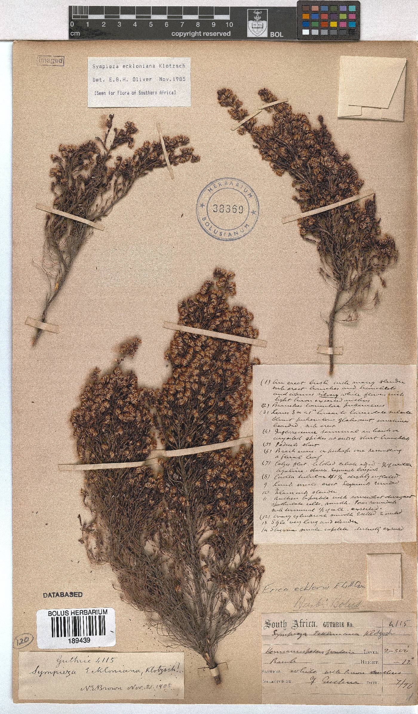 Erica ecklonii image