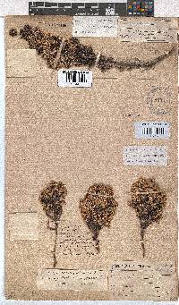 Erica ecklonii image