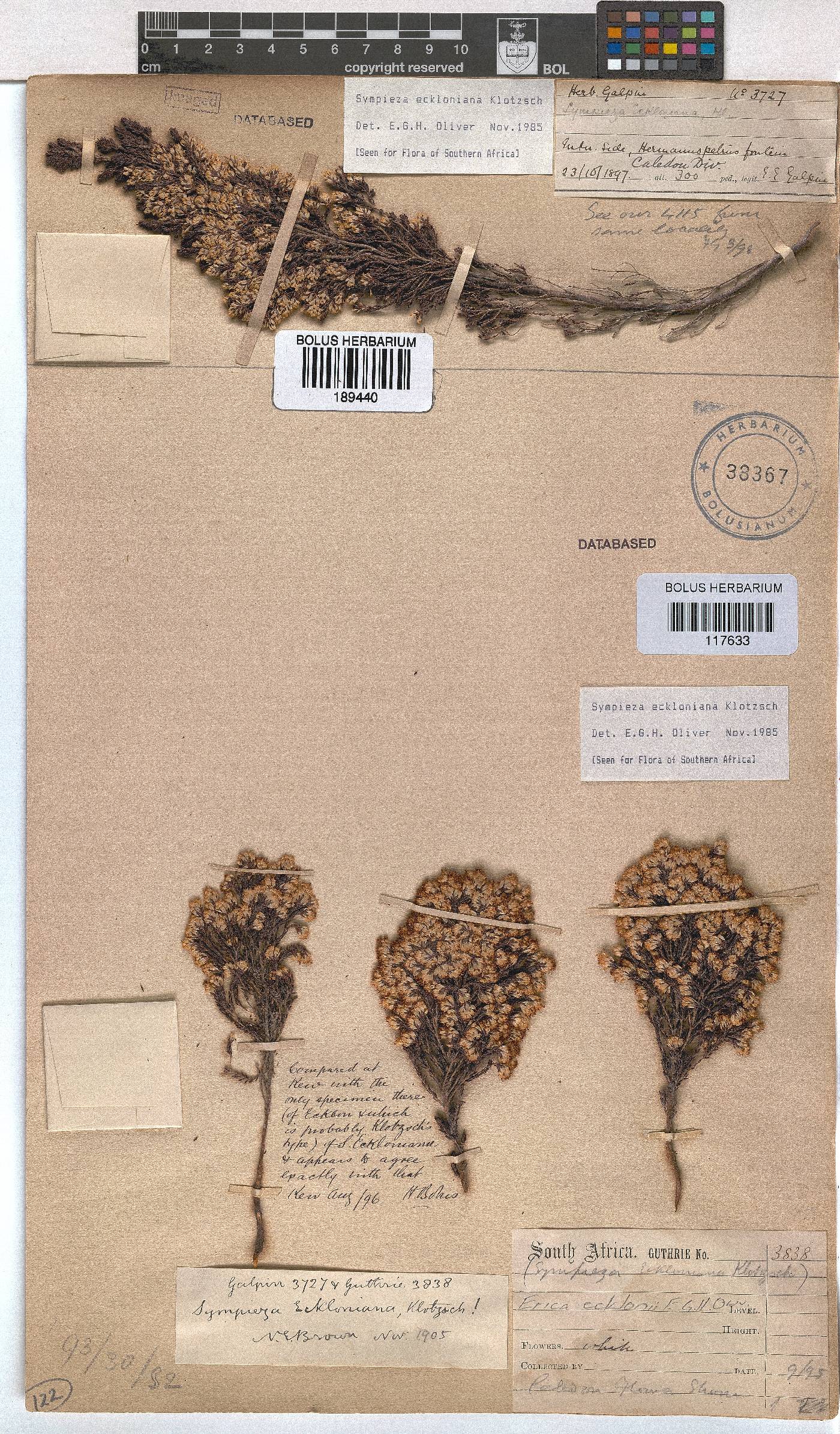 Erica ecklonii image