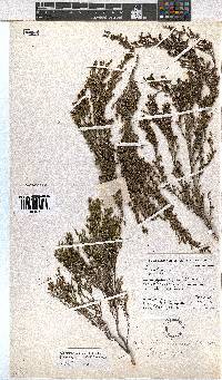 Erica melanomontana image