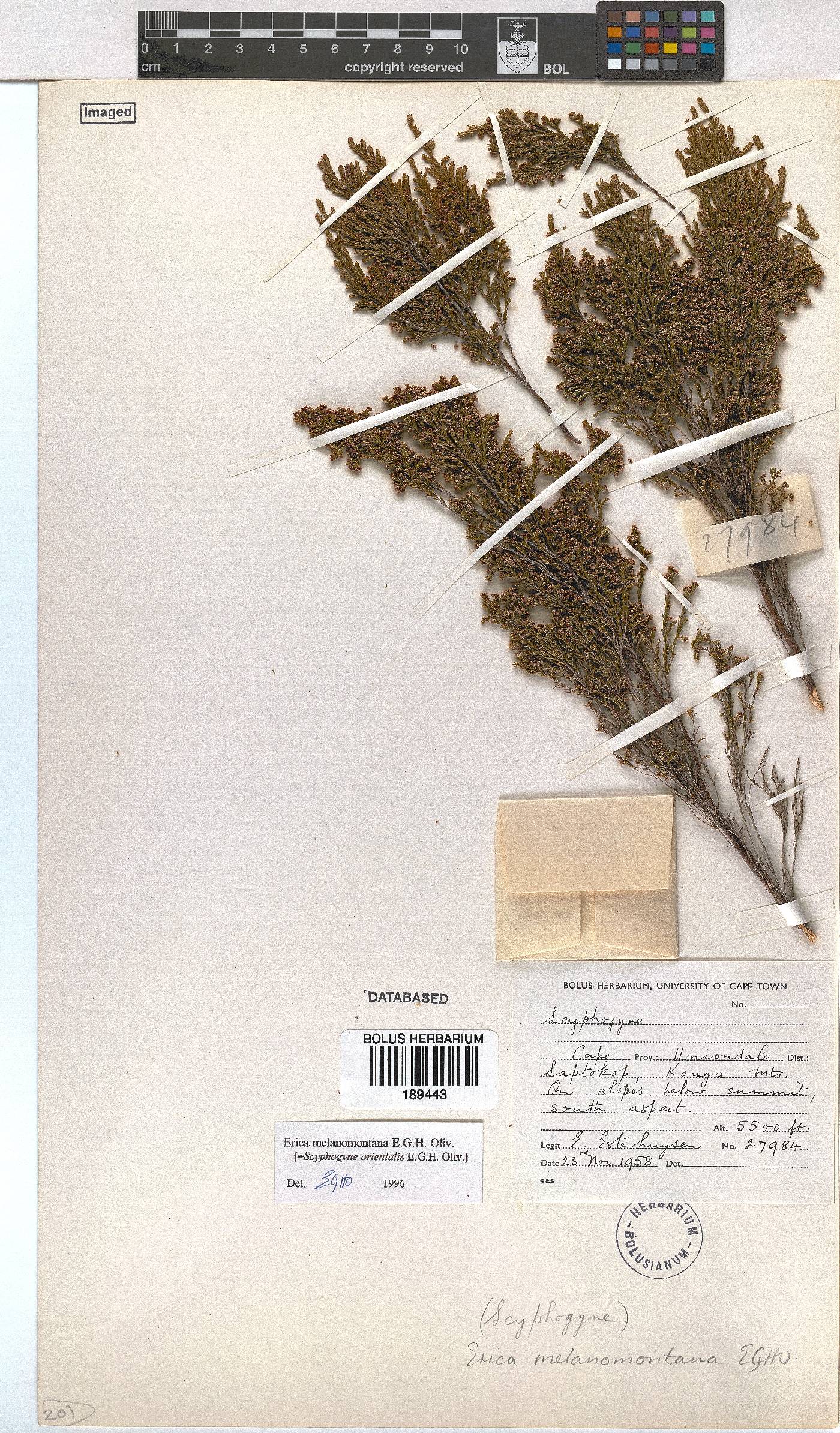 Erica melanomontana image