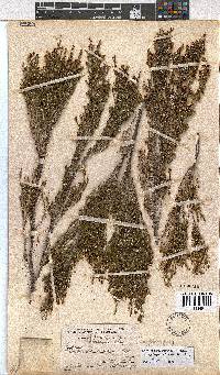 Erica melanomontana image