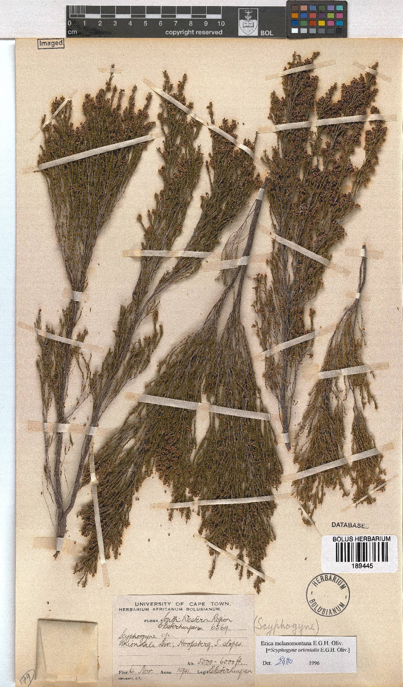 Erica melanomontana image