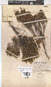 Erica melanomontana image