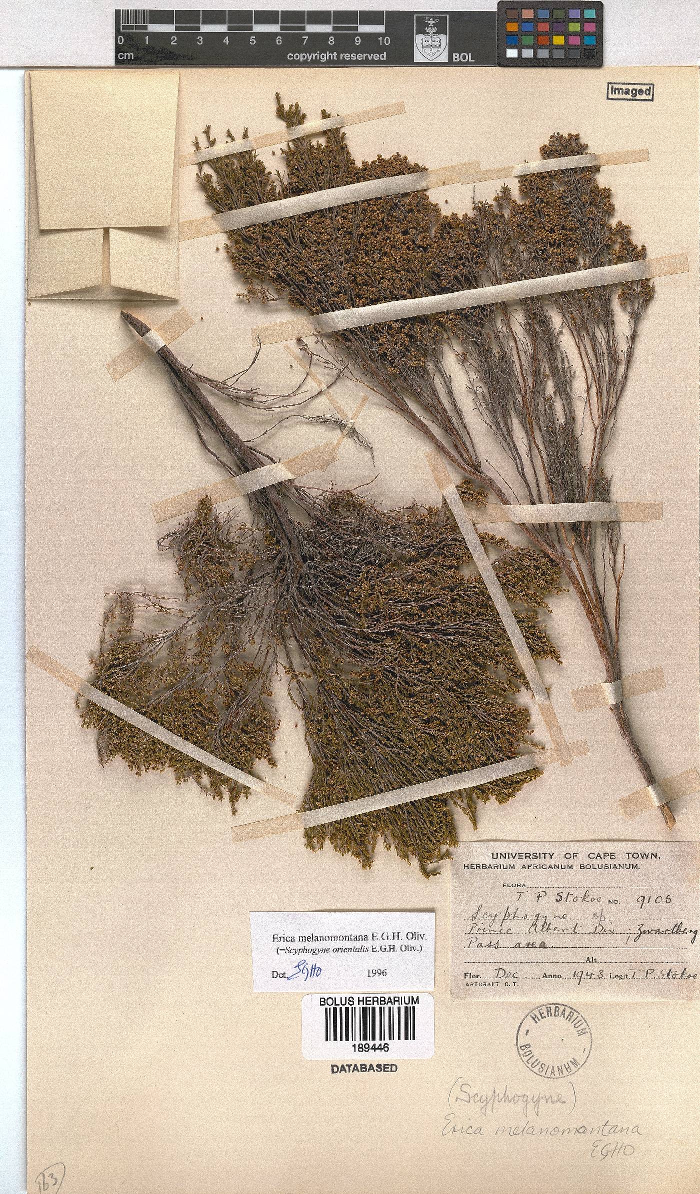 Erica melanomontana image