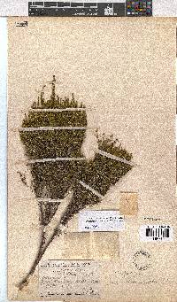 Erica melanomontana image