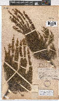 Erica melanomontana image