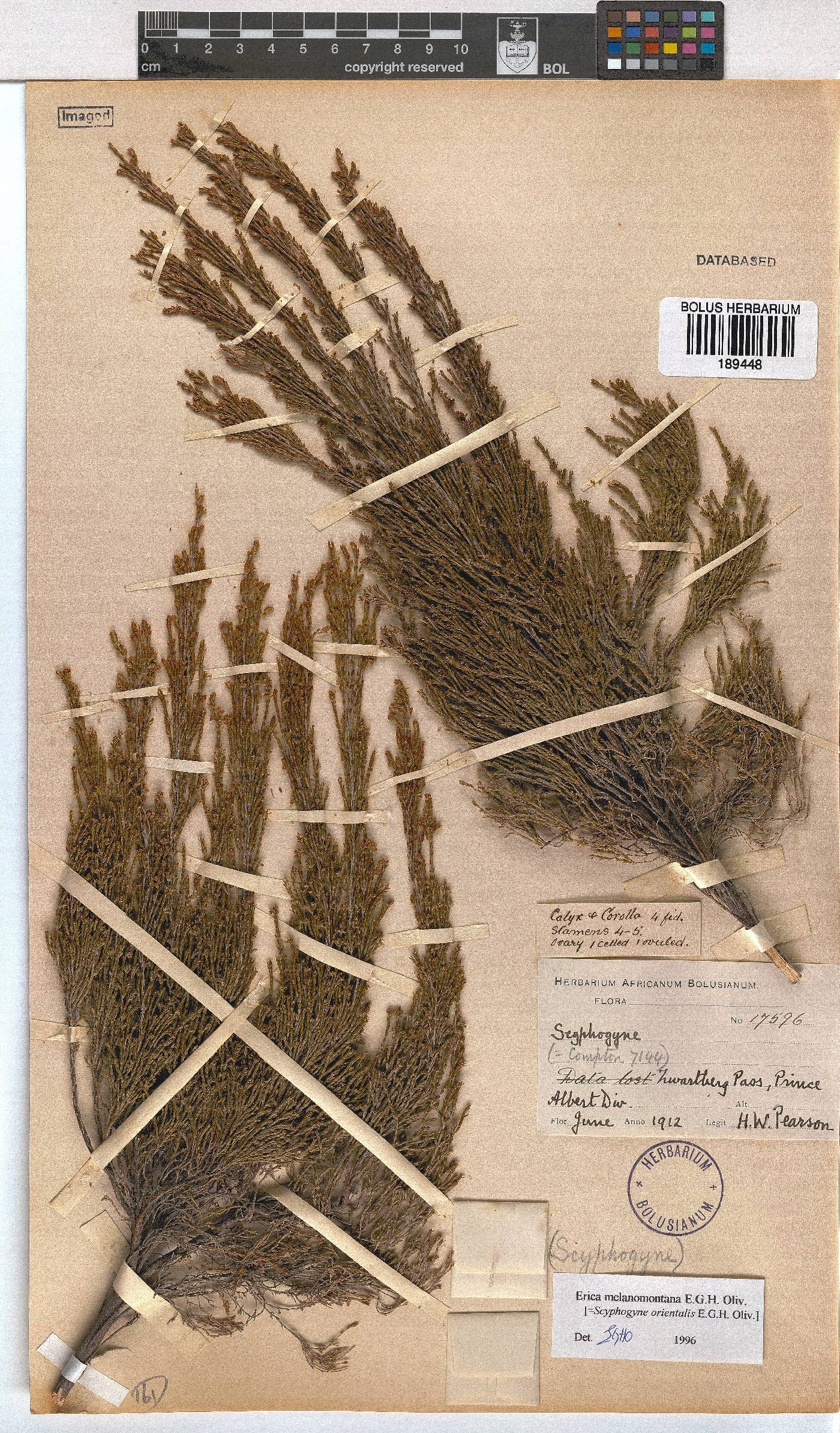 Erica melanomontana image