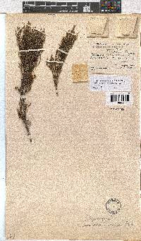 Erica melanomontana image