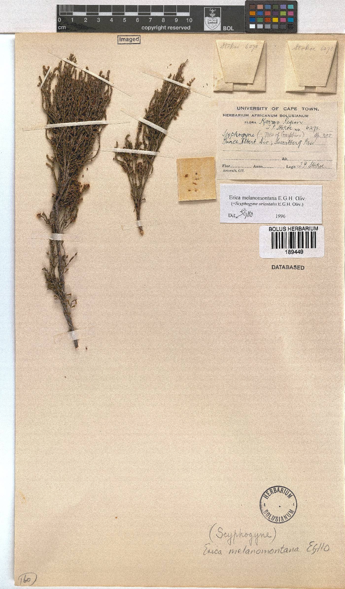 Erica melanomontana image