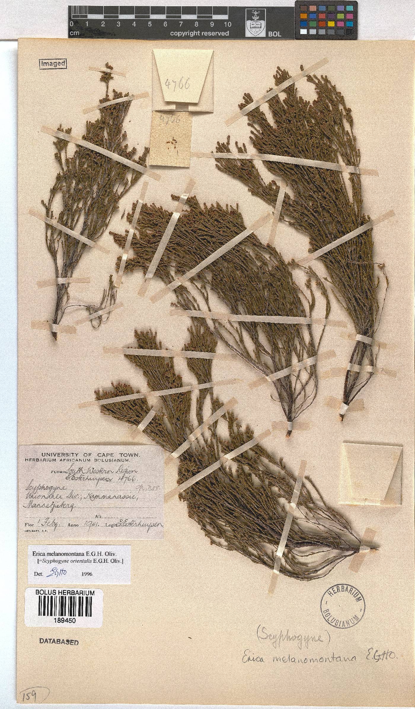 Erica melanomontana image