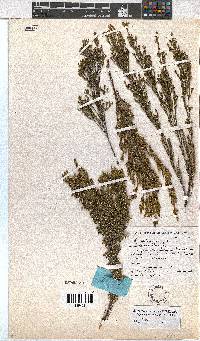 Erica melanomontana image