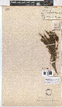 Erica melanomontana image