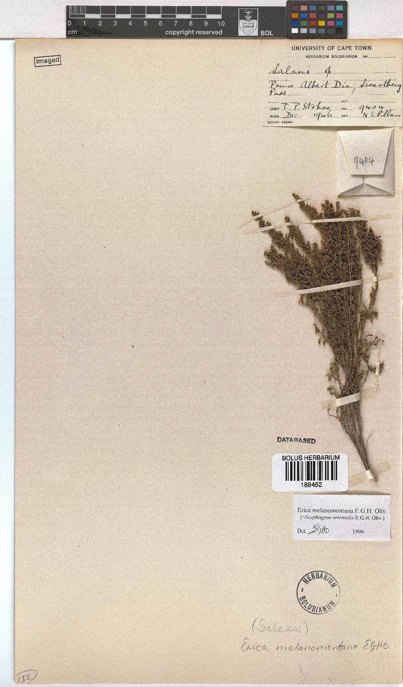 Erica melanomontana image