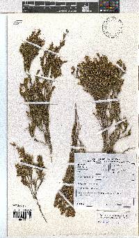 Erica melanomontana image