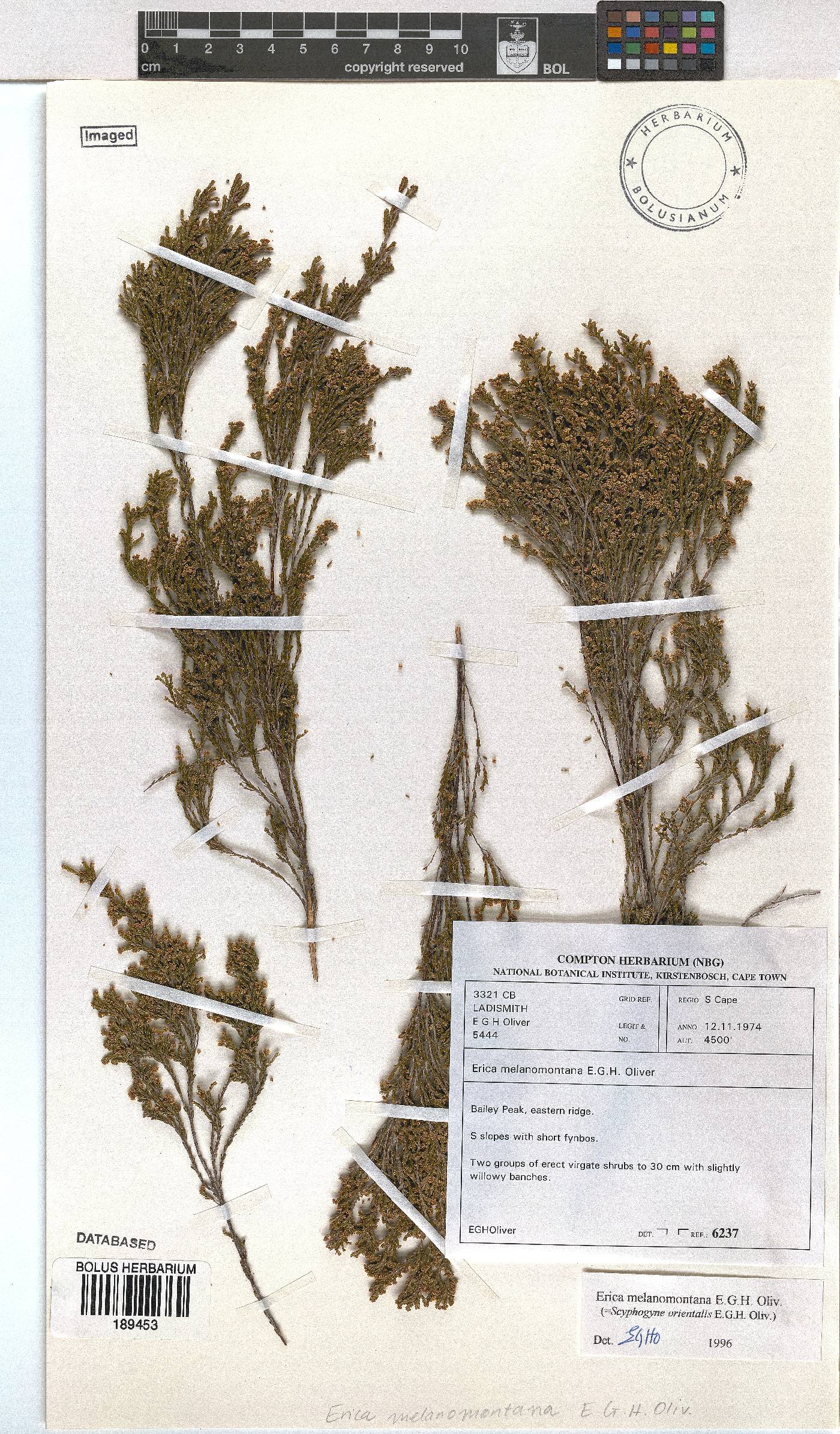 Erica melanomontana image