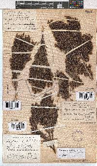 Erica urceolata image