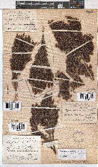 Erica urceolata image