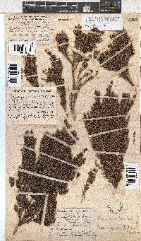 Erica urceolata image