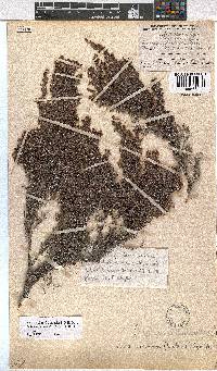 Erica urceolata image