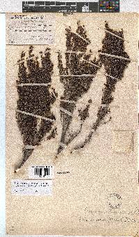 Erica urceolata image