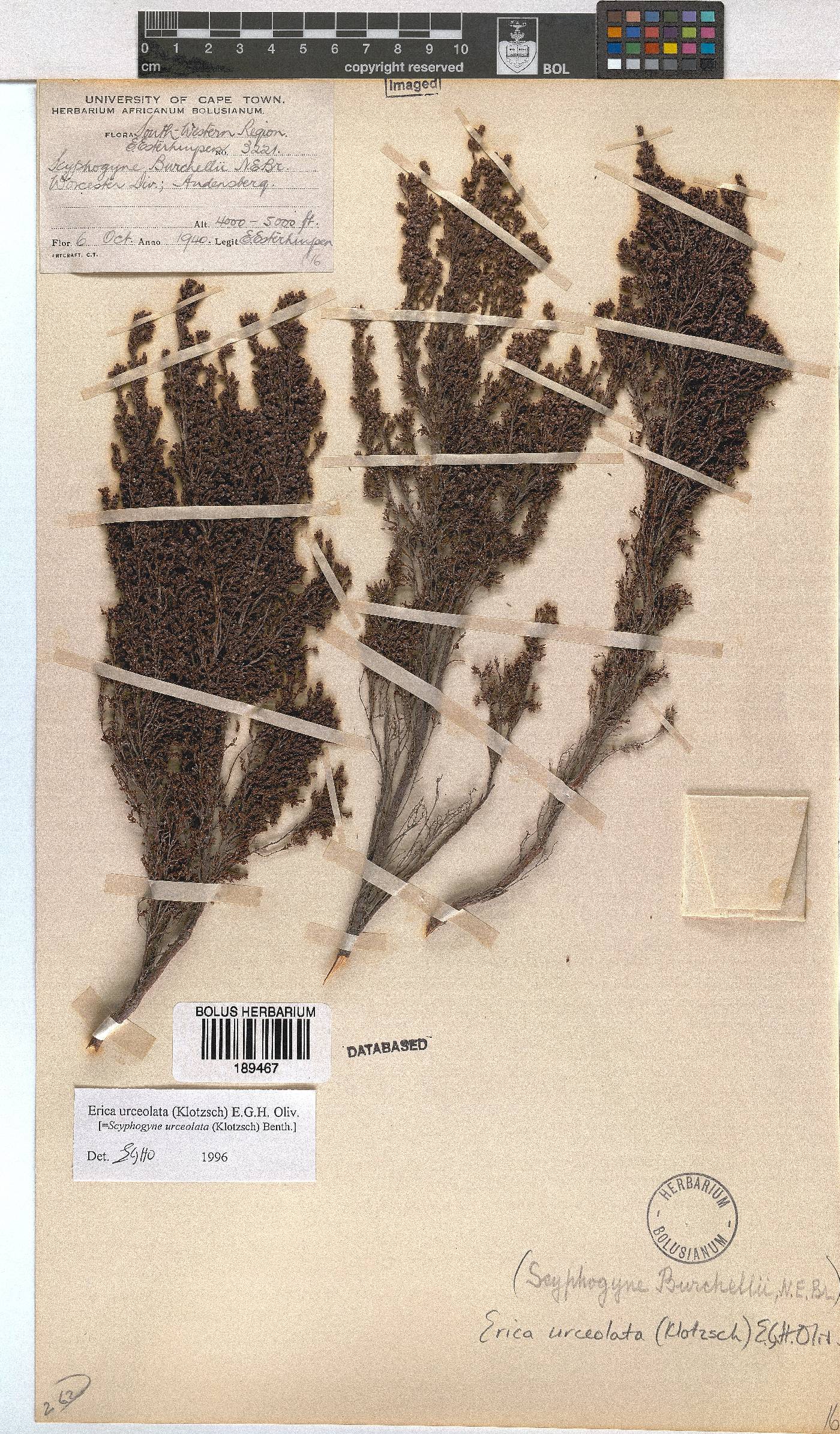 Erica urceolata image