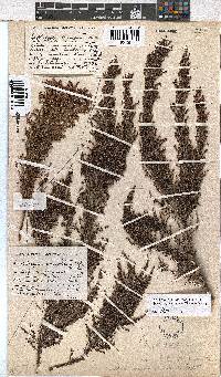 Erica urceolata image